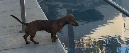 Tail Wagger (2 Bead Scoops + 1 Premium Pick)