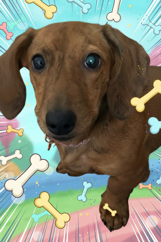 Full Zoomies (4 Bead Scoops + 2 Premium Picks + Mystery Prize)
